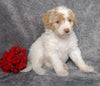 F1B Mini Labradoodle For Sale Millersburg, OH Female- Lexi