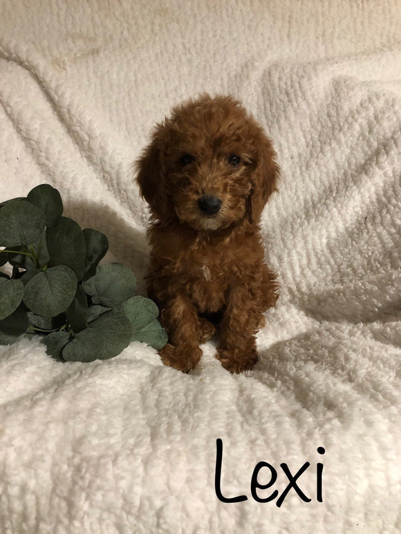 F1B Mini Goldendoodle For Sale Millersburg, OH Female- Lexi