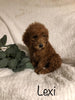 F1B Mini Goldendoodle For Sale Millersburg, OH Female- Lexi