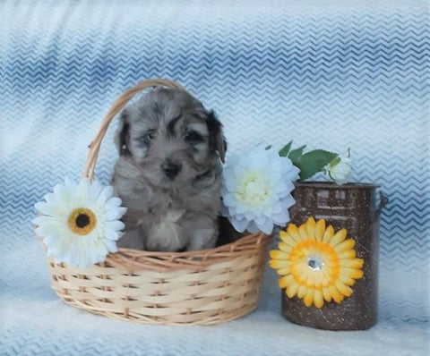 Aussiedoodle For Sale Holmesville, OH Female- Lexi