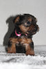 Yorkshire Terrier For Sale Fredericksburg, OH Female- Lexi