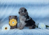 Aussiedoodle For Sale Holmesville, OH Female- Lexi