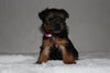 Yorkshire Terrier For Sale Fredericksburg, OH Female- Lexi