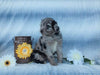 Aussiedoodle For Sale Holmesville, OH Female- Lexi