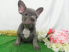 AKC Registered French Bulldog For Sale Holmesville, OH Female- Lila