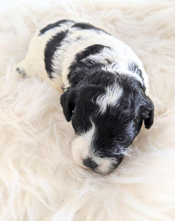 Cockapoo Puppy For Sale Dundee, OH Female- Lily