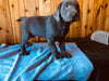AKC Registered Silver Labrador Retriever For Sale Fredericksburg, OH Female- Lilionna