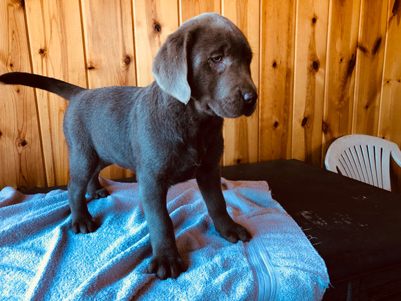 AKC Registered Silver Labrador Retriever For Sale Fredericksburg, OH Female- Lilionna