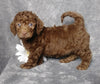 F1B Mini Labradoodle For Sale Millersburg, OH Female- Lilly