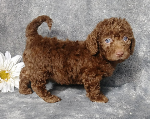 F1B Mini Labradoodle For Sale Millersburg, OH Female- Lilly