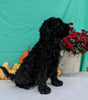 Mini Bernedoodle For Sale Sugarcreek, OH Female- Lily