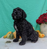 Mini Bernedoodle For Sale Sugarcreek, OH Female- Lily