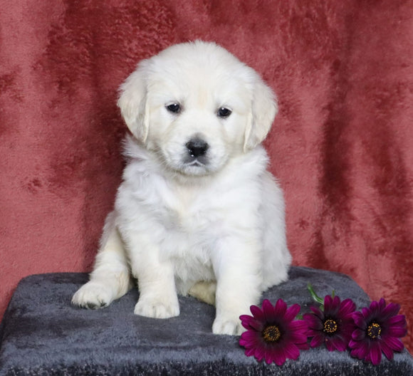 AKC Registered English Cream Golden Retriever For Sale Fredericksburg, OH Female- Lilly