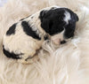 Cockapoo Puppy For Sale Dundee, OH Female- Lily