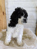 Cockapoo For Sale Dundee, OH Female- Lily