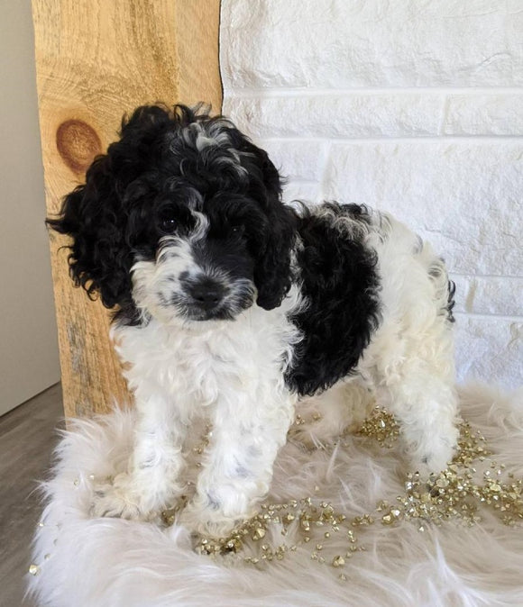 Cockapoo For Sale Dundee, OH Female- Lily