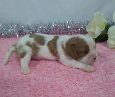 AKC Registered Cavalier King Charles Spaniel For Sale Wooster, OH Female- Lily