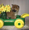 AKC Registered Shiba Inu For Sale Dundee, OH Female- Lily