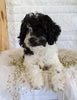 Cockapoo For Sale Dundee, OH Female- Lily