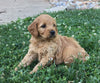 Mini Goldendoodle For Sale Fredericksburg, OH Female- Lily