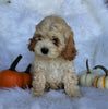Cockapoo For Sale Fredericksburg, OH Female- Lily