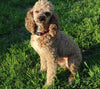 Cockapoo F1B For Sale Sugarcreek, OH Male- Zuma