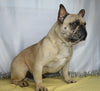 AKC Registered French Bulldog For Sale Wooster, OH Male- Shadow