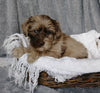 Mini Labradoodle For Sale Millersburg, OH Female- Lizzie