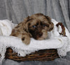 Mini Labradoodle For Sale Millersburg, OH Female- Lizzie