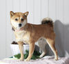 AKC Registered Shiba Inu For Sale Dundee, OH Female- Molly