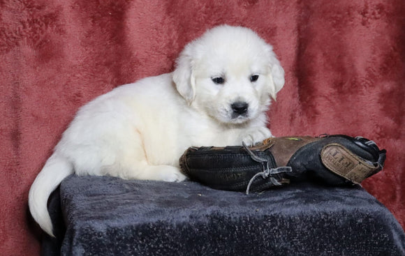 AKC Registered English Cream Golden Retriever For Sale Fredericksburg, OH Male- Logan