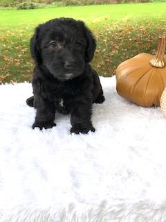 F1 Mini Labradoodle For Sale Dundee, OH Male- Loki