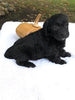 F1 Mini Labradoodle For Sale Dundee, OH Male- Loki