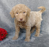 F1B Mini Labradoodle For Sale Millersburg, OH Female- Lola