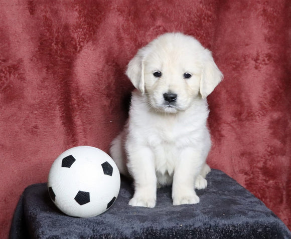 AKC Registered English Cream Golden Retriever For Sale Fredericksburg, OH Male- Louie