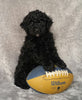 Mini Labradoodle For Sale Millersburg, OH Male- Louie
