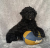 Mini Labradoodle For Sale Millersburg, OH Male- Louie