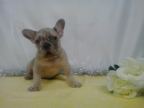 AKC Registered French Bulldog For Sale Holmesville, OH Male- Louie