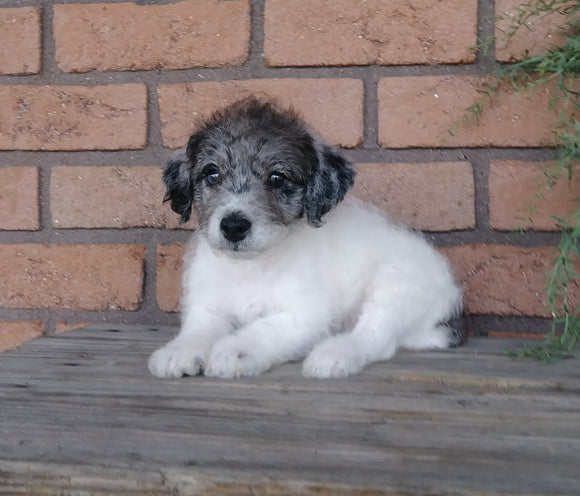 F1B Mini Labradoodle For Sale Millersburg, OH Male- Lover Boy