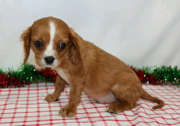 AKC Registered Cavalier King Charles Spaniel For Sale Wooster, OH Male- Lucas