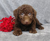 F1B Mini Labradoodle For Sale Millersburg, OH Male- Lucky