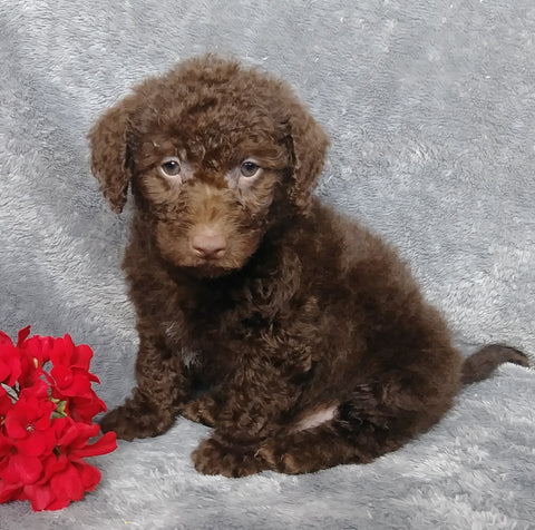 F1B Mini Labradoodle For Sale Millersburg, OH Male- Lucky