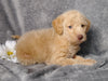 F1B Mini Labradoodle For Sale Millersburg, OH Female- Lucy