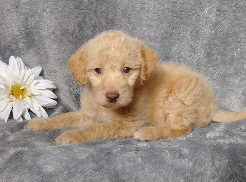 F1B Mini Labradoodle For Sale Millersburg, OH Female- Lucy