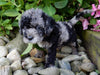 Mini Labradoodle For Sale Millersburg, OH Female- Lucy