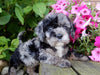 Mini Labradoodle For Sale Millersburg, OH Female- Lucy