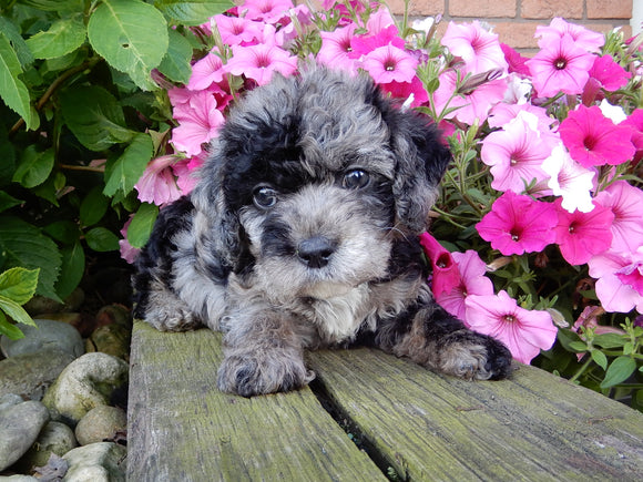 Mini Labradoodle For Sale Millersburg, OH Female- Lucy