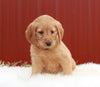 Standard Labradoodle For Sale Fredericksburg, OH Female- Lucy