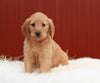 Standard Labradoodle For Sale Fredericksburg, OH Female- Lucy