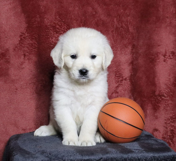 AKC Registered English Cream Golden Retriever For Sale Fredericksburg, OH Male- Luke